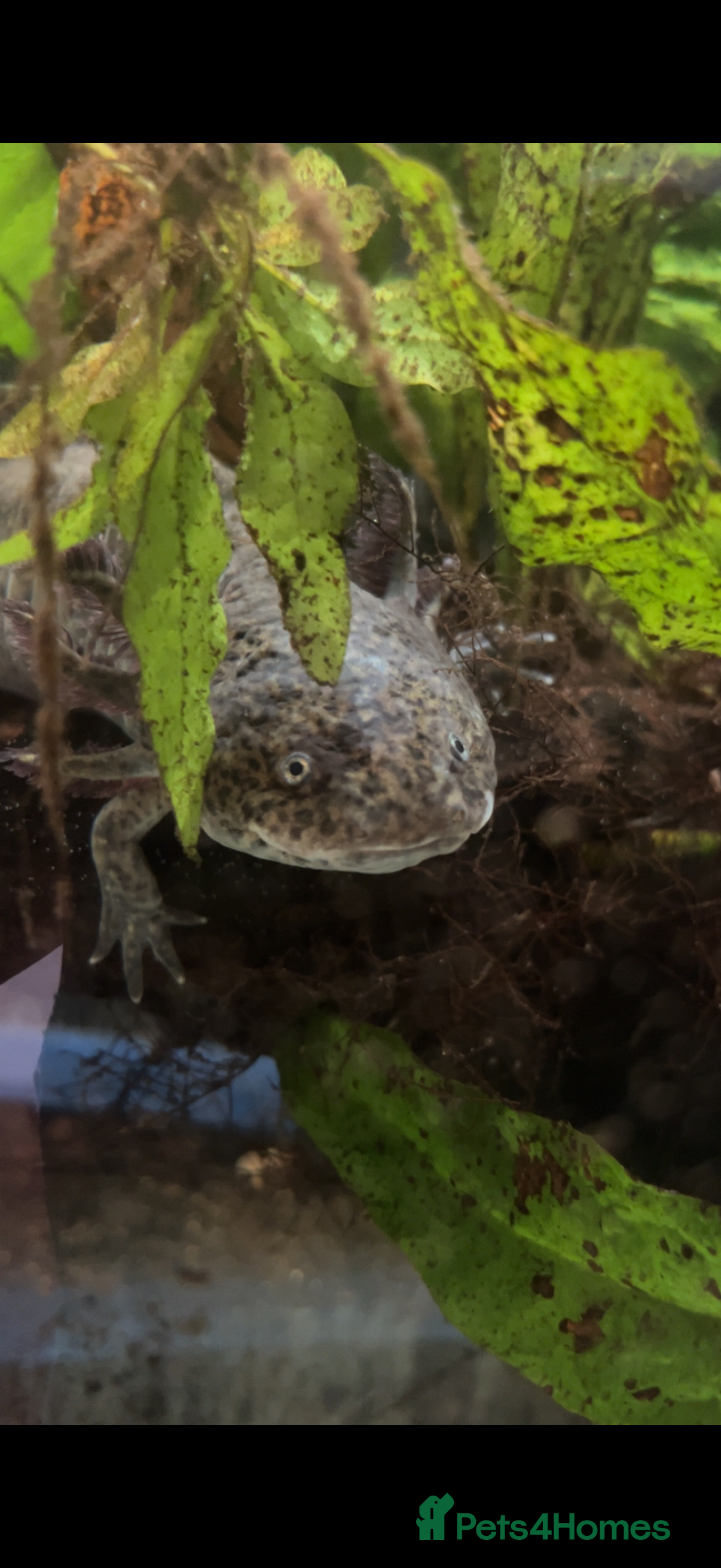 Axolotl reptiles 2 axolotls and full set up  - Advert 1