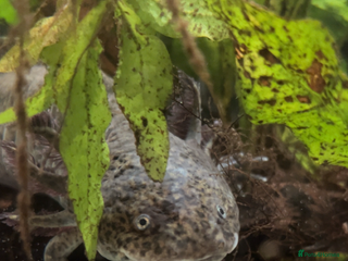 Axolotl reptiles 2 axolotls - Advert 2