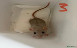 Rat rodents for sale: Mixed baby rats  - Image 26