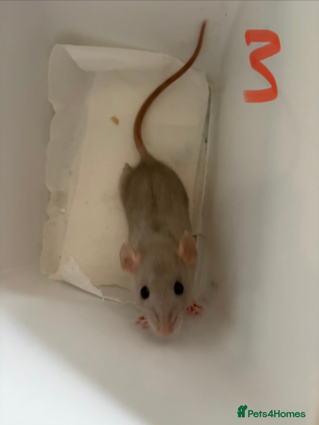 Rat rodents for sale: Mixed baby rats  - Image 26