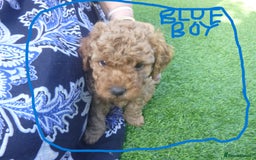 Toy Poodle dogs for sale: Gorgeous Toy Poodles - Image 10