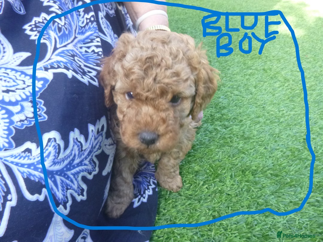 Toy Poodle dogs for sale: Gorgeous Toy Poodles - Image 10