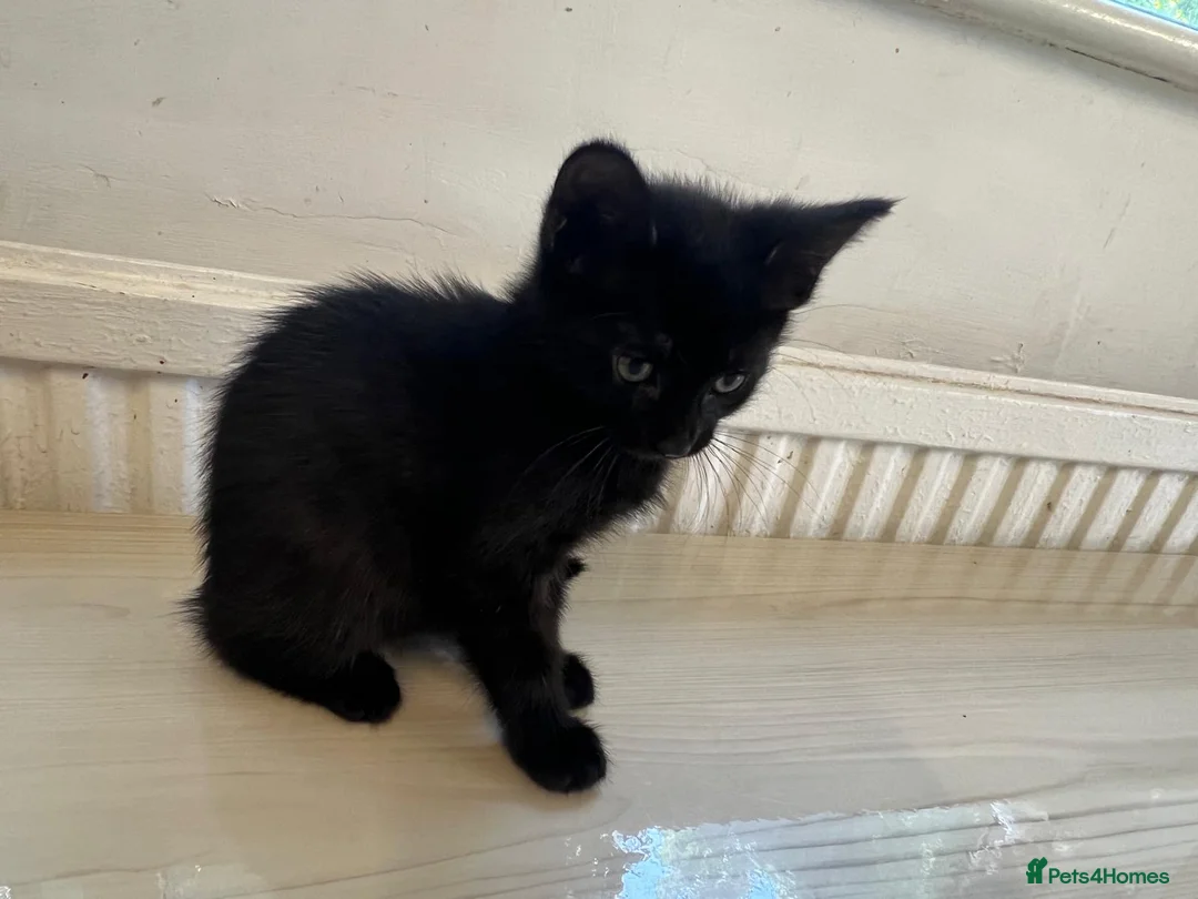 Mixed Breed cats for sale: Mixedbreed black kittens - Advert 2