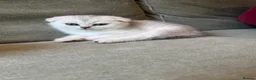 Scottish Fold cats for sale: Pure Scottish Fold  - Advert 23
