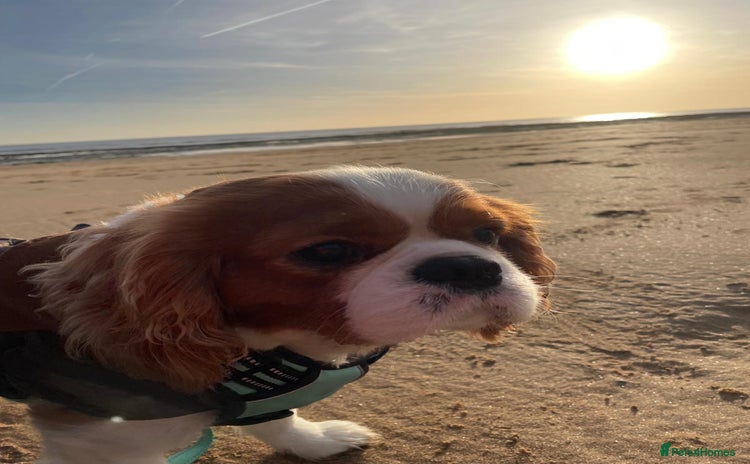 Cavalier King Charles Spaniel dogs - Advert 13