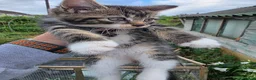 Mixed Breed cats for sale: Two beautiful kittens - Advert 3