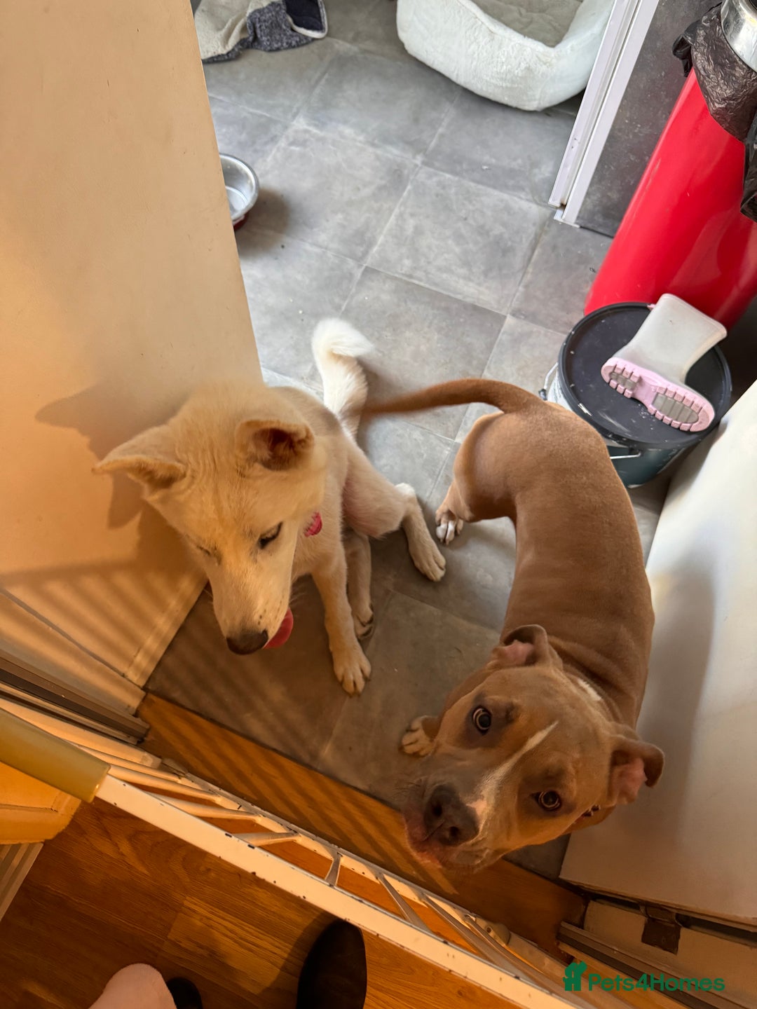 Mixed Breed dogs for sale: Snowy - Image 22