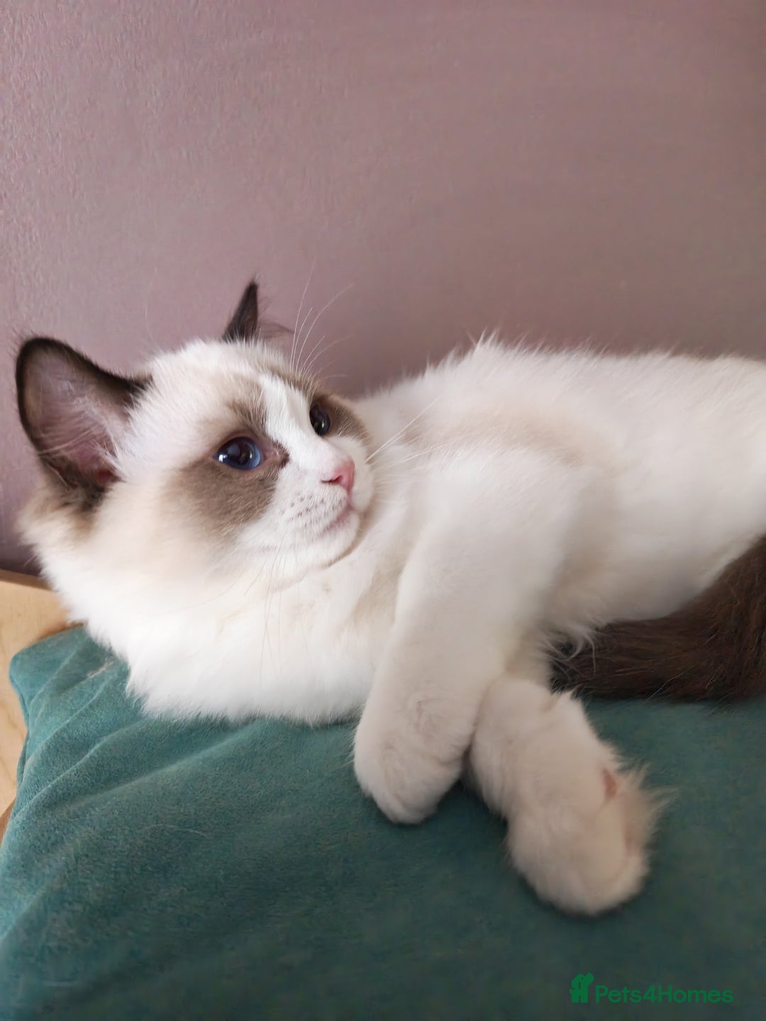 Ragdoll cats for sale:  READY NOW GCCF  REG. EUROPEAN  LINE BOYS   - Image 11