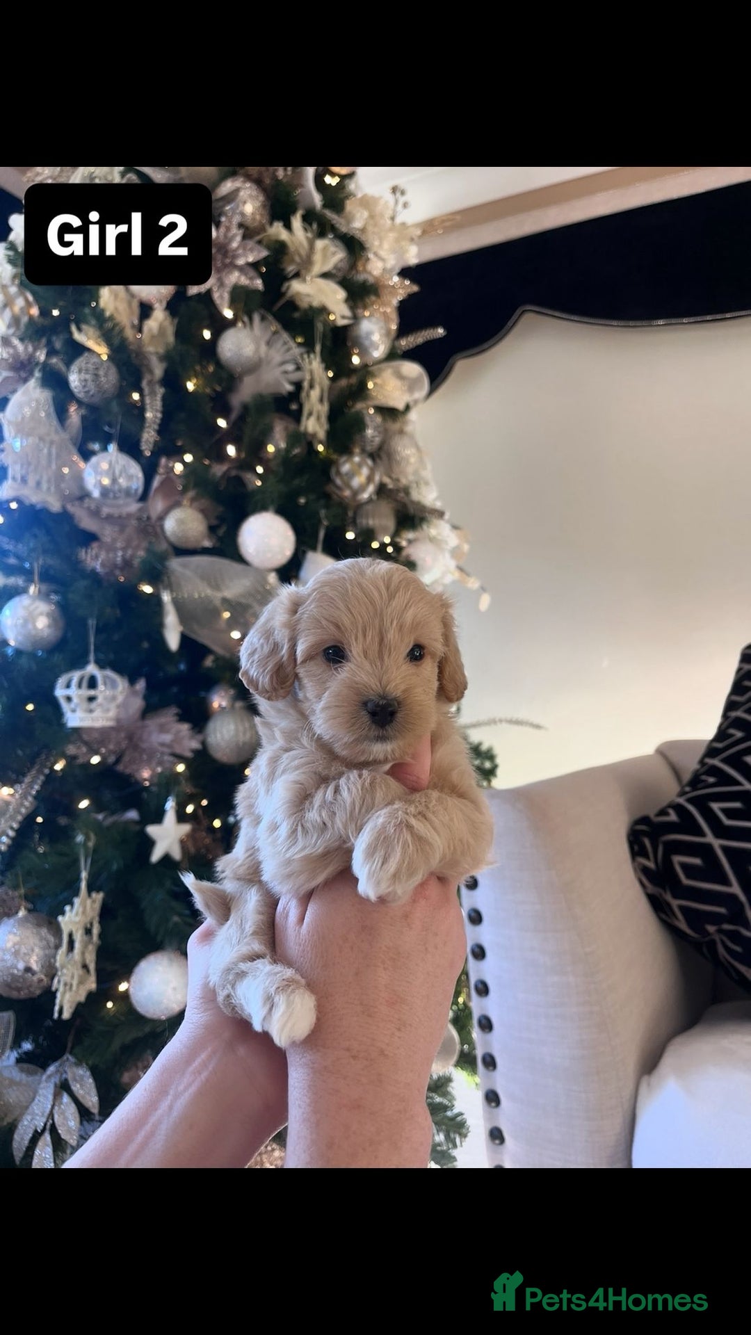 Maltipoo dogs for sale: Toy Maltipoo Puppies - Advert 11