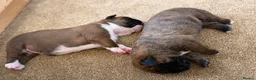 Boxer dogs for sale: Gorgeous Boxer Babies  - Advert 8