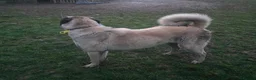 Anatolian Shepherd dogs for sale: 2YearOld Livestock Guardian Dog Working/Rural Home - Advert 2