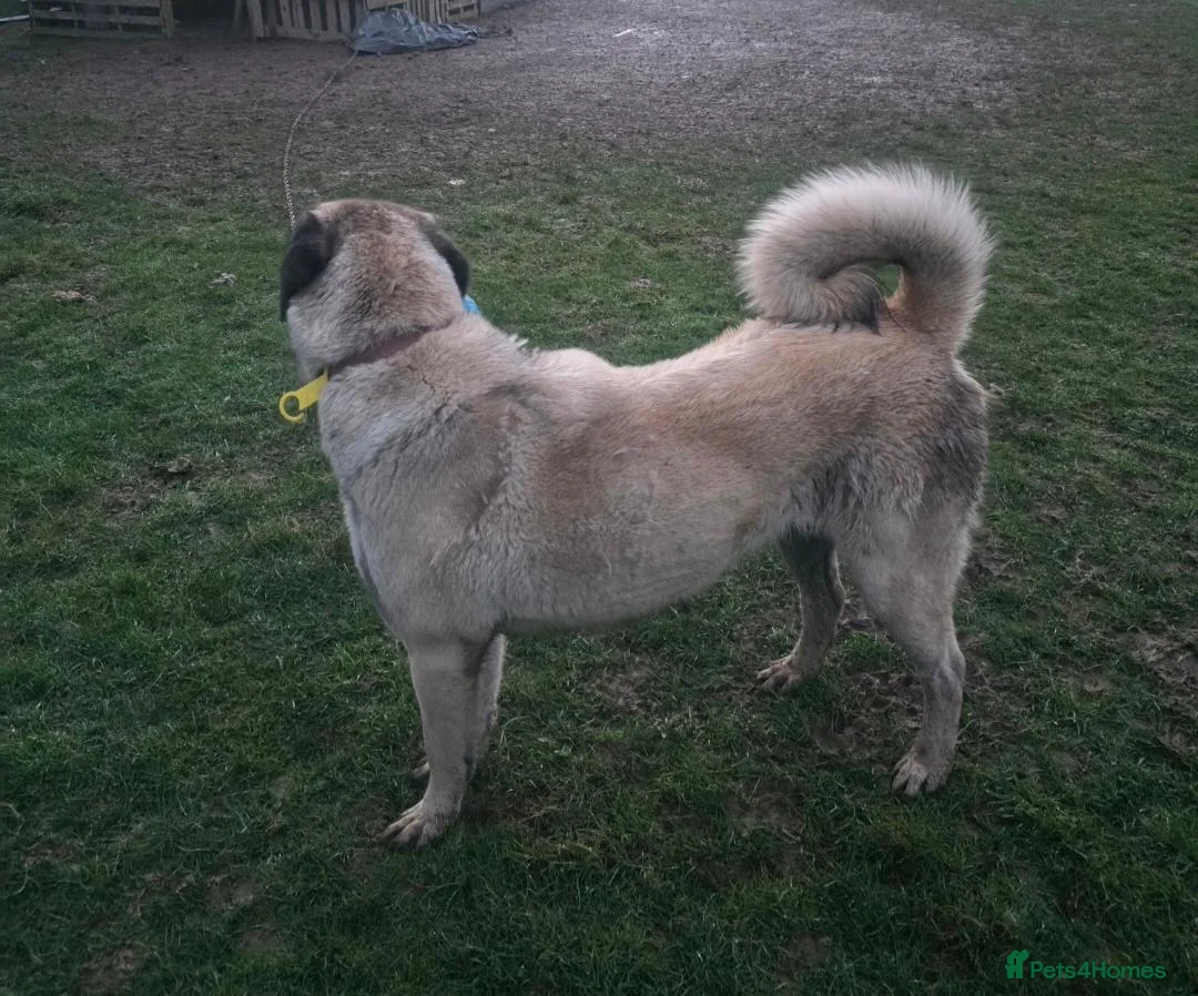 Anatolian Shepherd dogs for sale: 2YearOld Livestock Guardian Dog Working/Rural Home - Advert 2