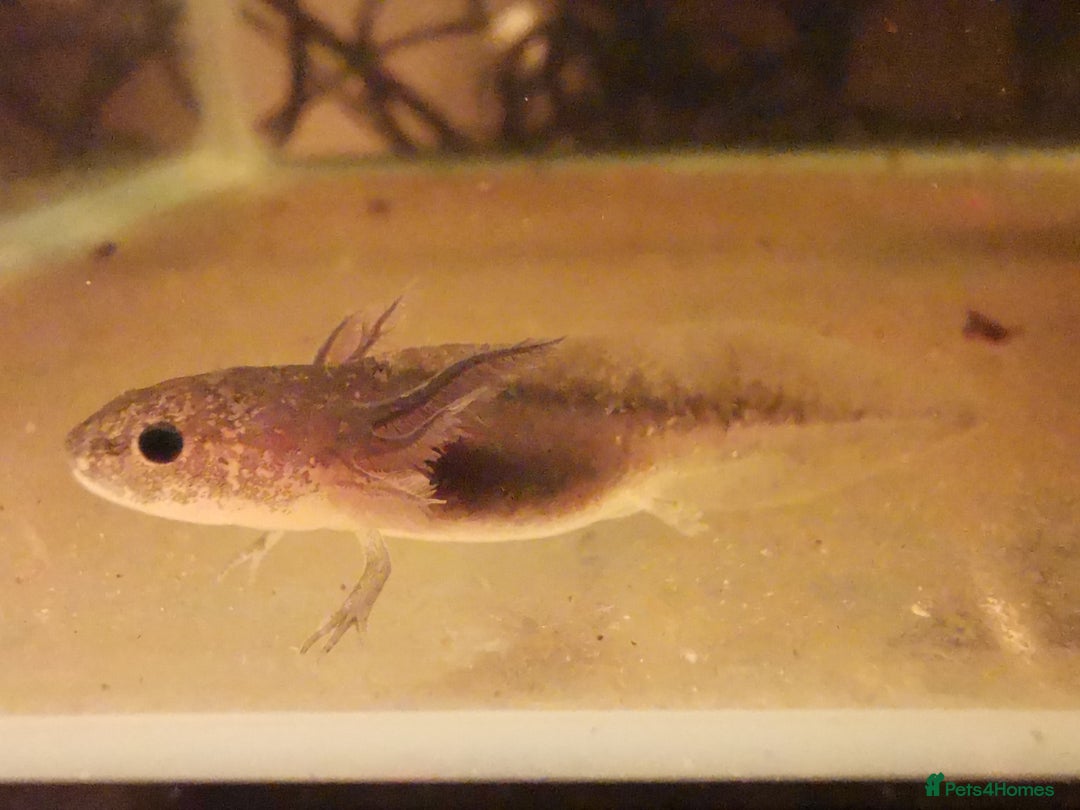 Axolotl reptiles for sale: Axolotl  - Image 3