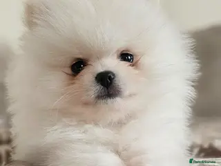 Pomeranian dogs Pomeranians - Advert 13