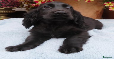 Cocker Spaniel dogs - Advert 11