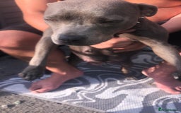 Staffordshire Bull Terrier dogs for sale: Staffy pups for sale - Image 6