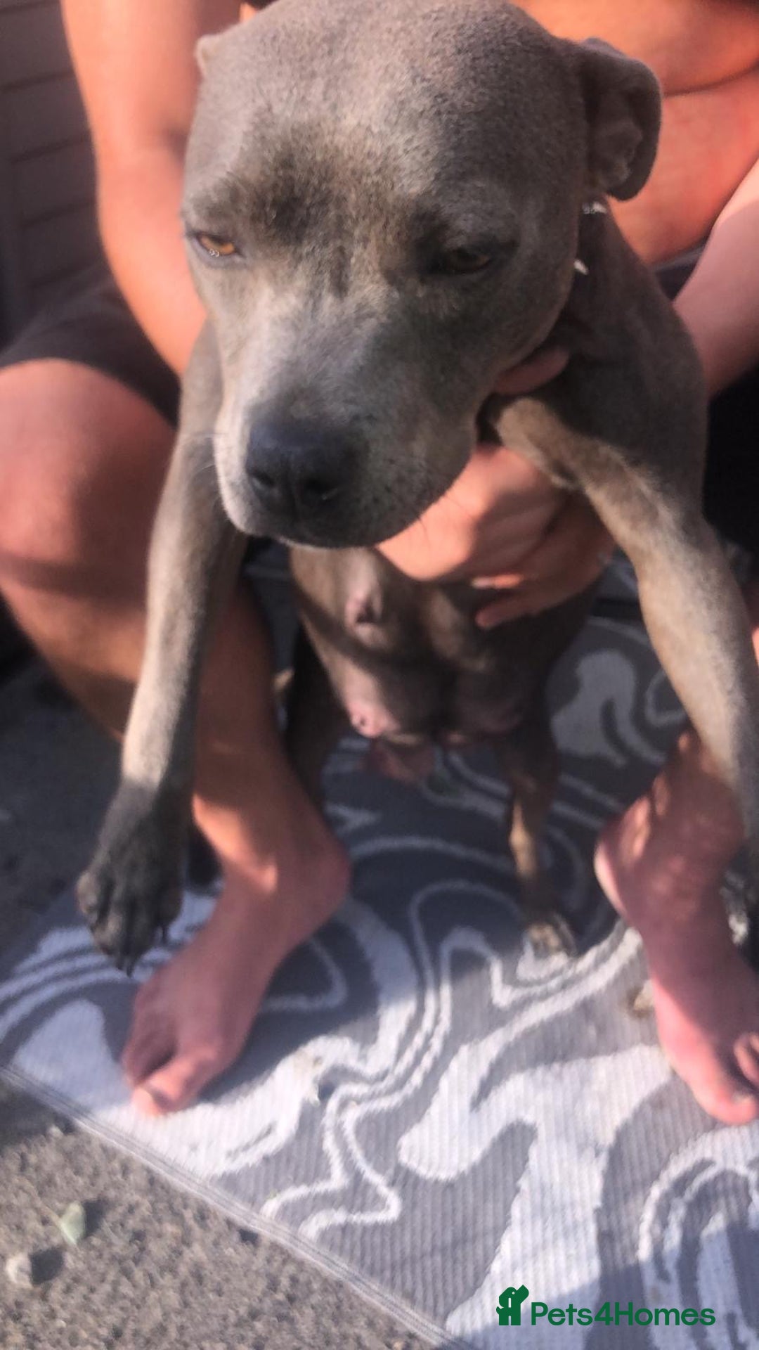 Staffordshire Bull Terrier dogs for sale: Staffy pups for sale - Image 6