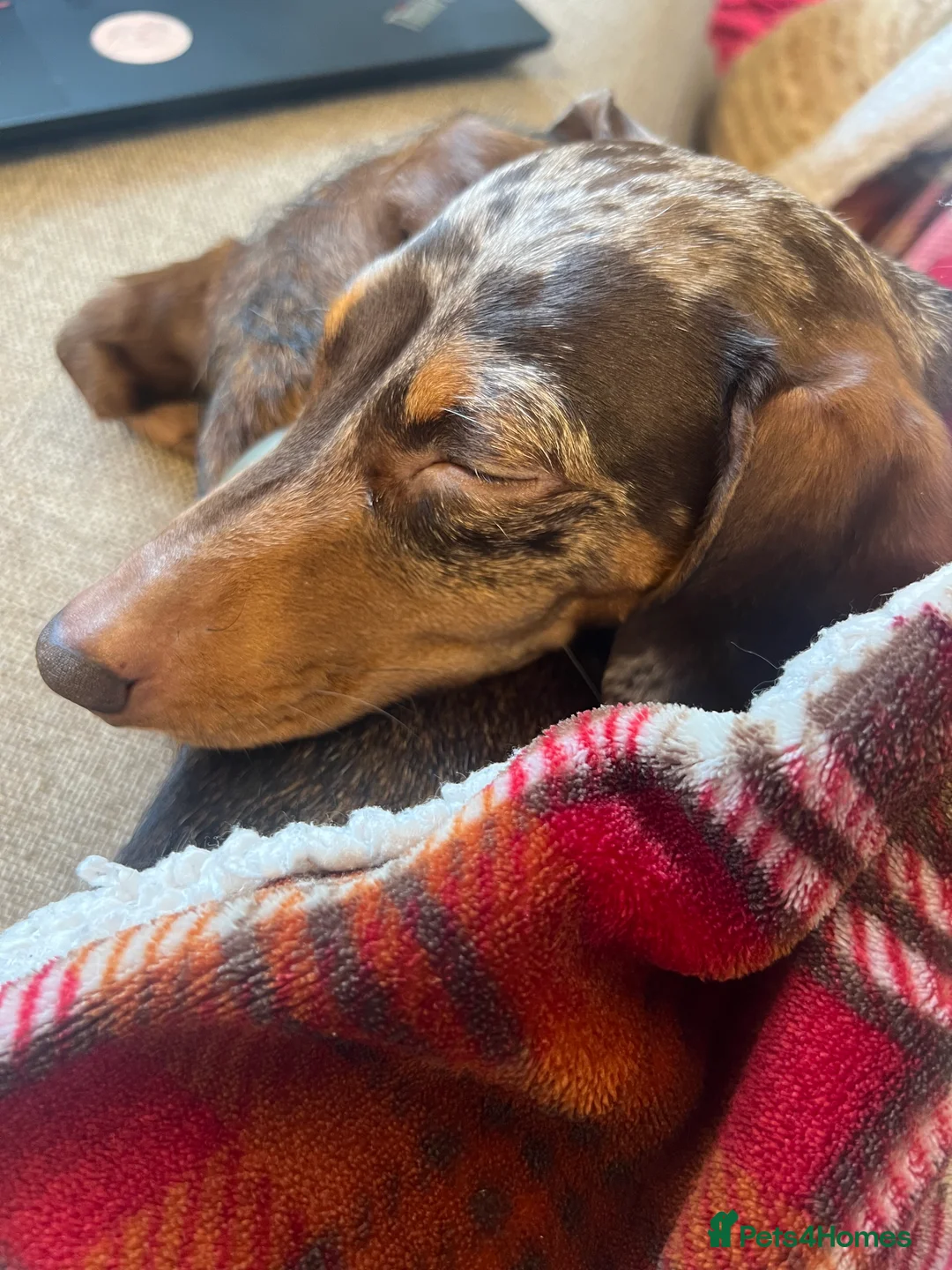 Miniature Dachshund dogs for sale: Hazel seeks new lap - Advert 12