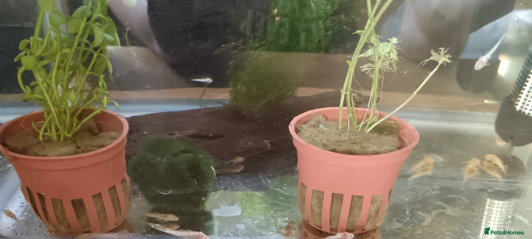 Plecos fish for sale: Albino bristlenose pleco babies and guppy fry  in Waterlooville - Advert 2