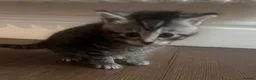 British Shorthair cats for sale: British short hair mix  - Advert 13