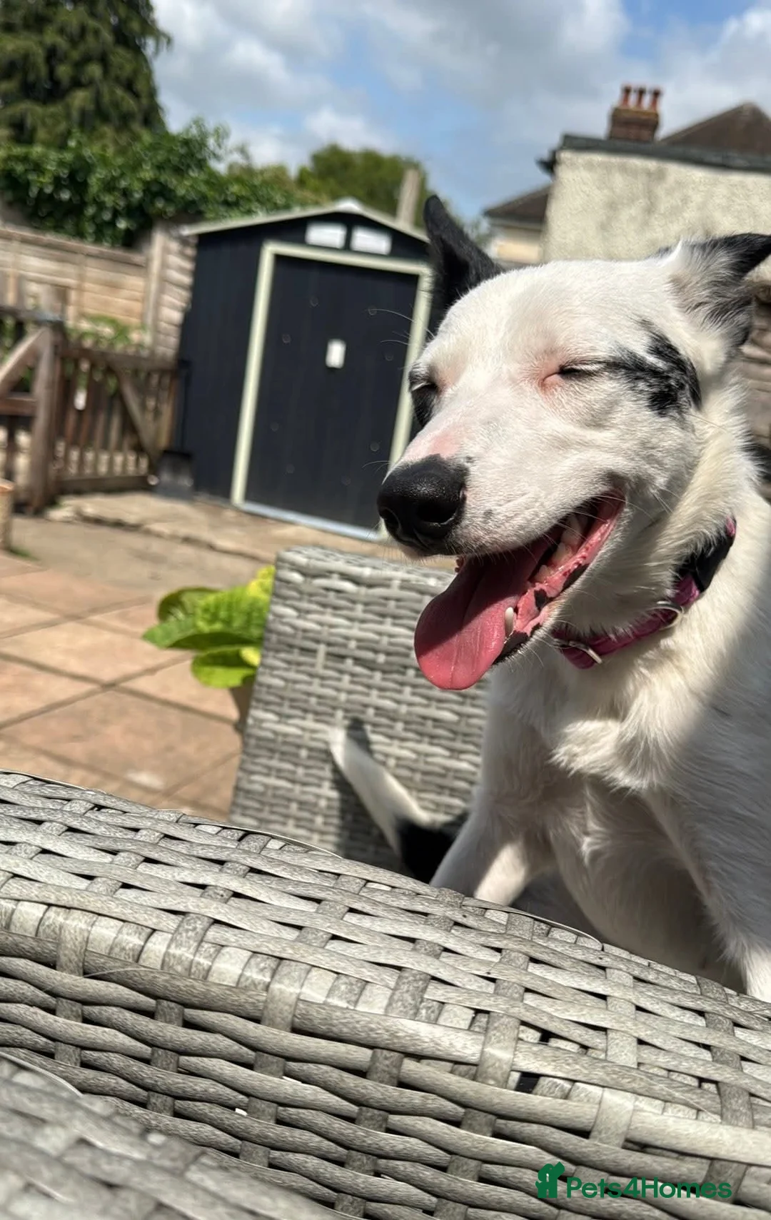 Mixed Breed dogs for sale: Unfortunate Rehome (mum is cover pic) - Advert 2