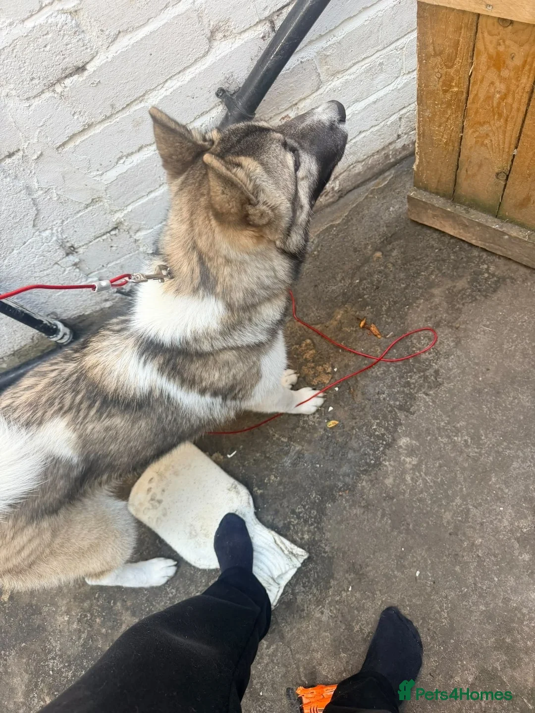Huskita dogs for sale: American akita x Syberian husky - Advert 3