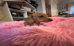 Miniature Dachshund dogs for sale: Beautiful Dachshunds puppies  - Image 4