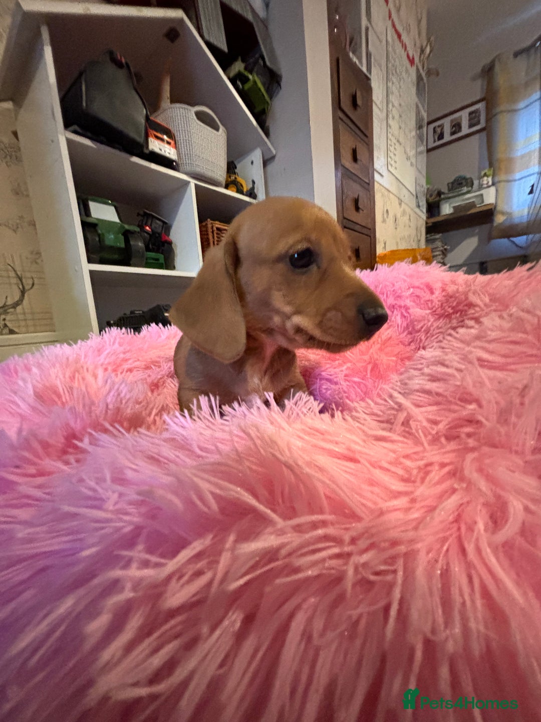 Miniature Dachshund dogs for sale: Beautiful Dachshunds puppies  - Image 4