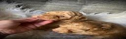 Cockapoo dogs for sale: Multi generation DNA Health Clear Cockapoo Pups  - Advert 25