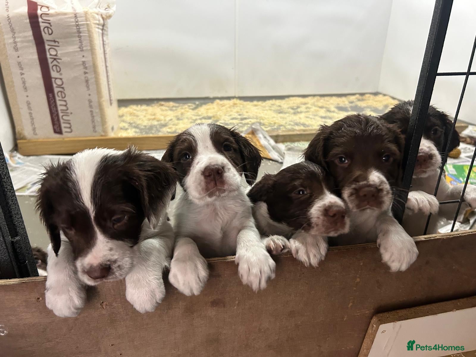 English Springer Spaniel dogs Kc reg working English springer spaniels  - Advert 1