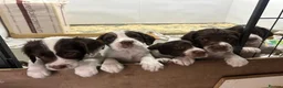 English Springer Spaniel dogs for sale: Kc reg working English springer spaniels  - Advert 1