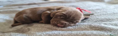 Field Spaniel 8