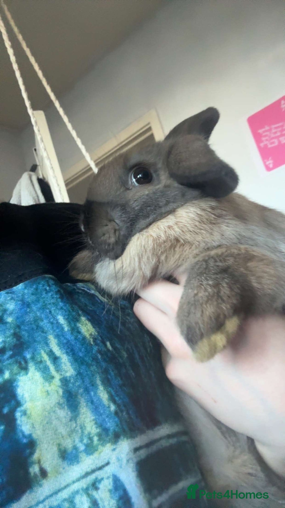 Mini Lop rabbits for sale: Lonley girl in need of a friend - Image 1