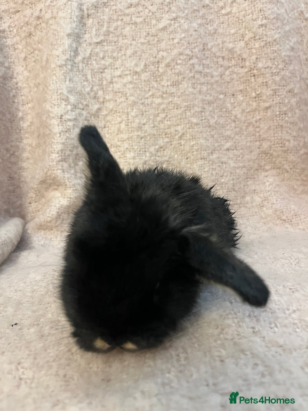 Mini Lop rabbits for sale: Gorgeous mini lops  - Advert 17