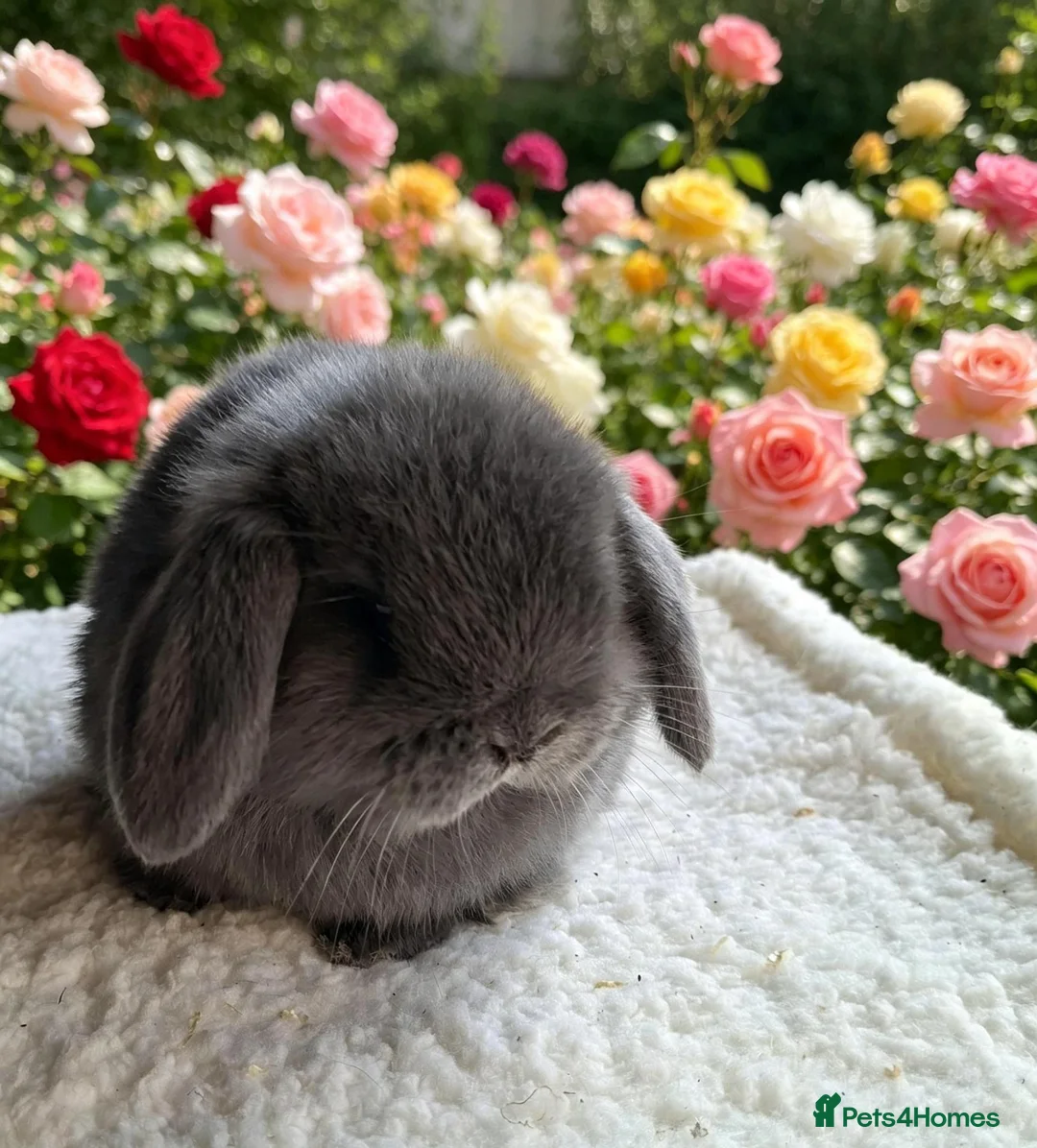 Mini Lop rabbits for sale: Mini lop boys - Advert 2