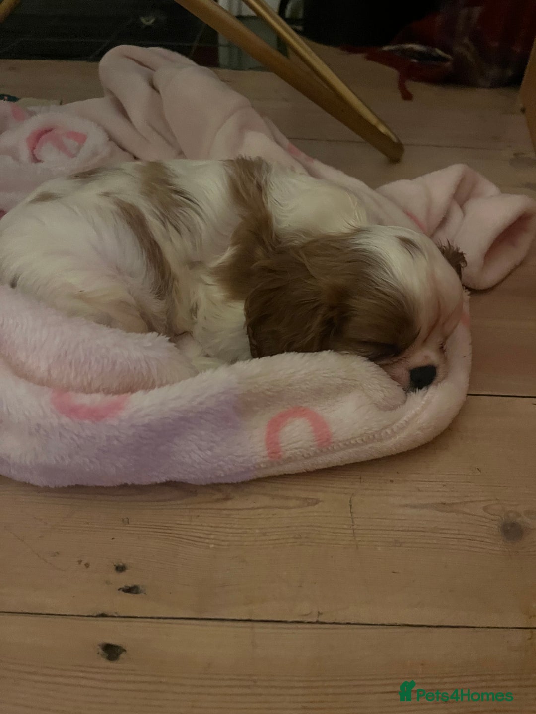 Cavalier King Charles Spaniel dogs for sale: Singleton Blenheim Cavalier Boy – Family Raised - Advert 12