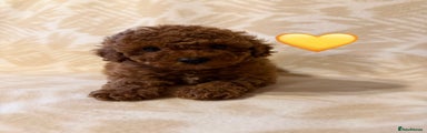 Toy Poodle Puppy 2