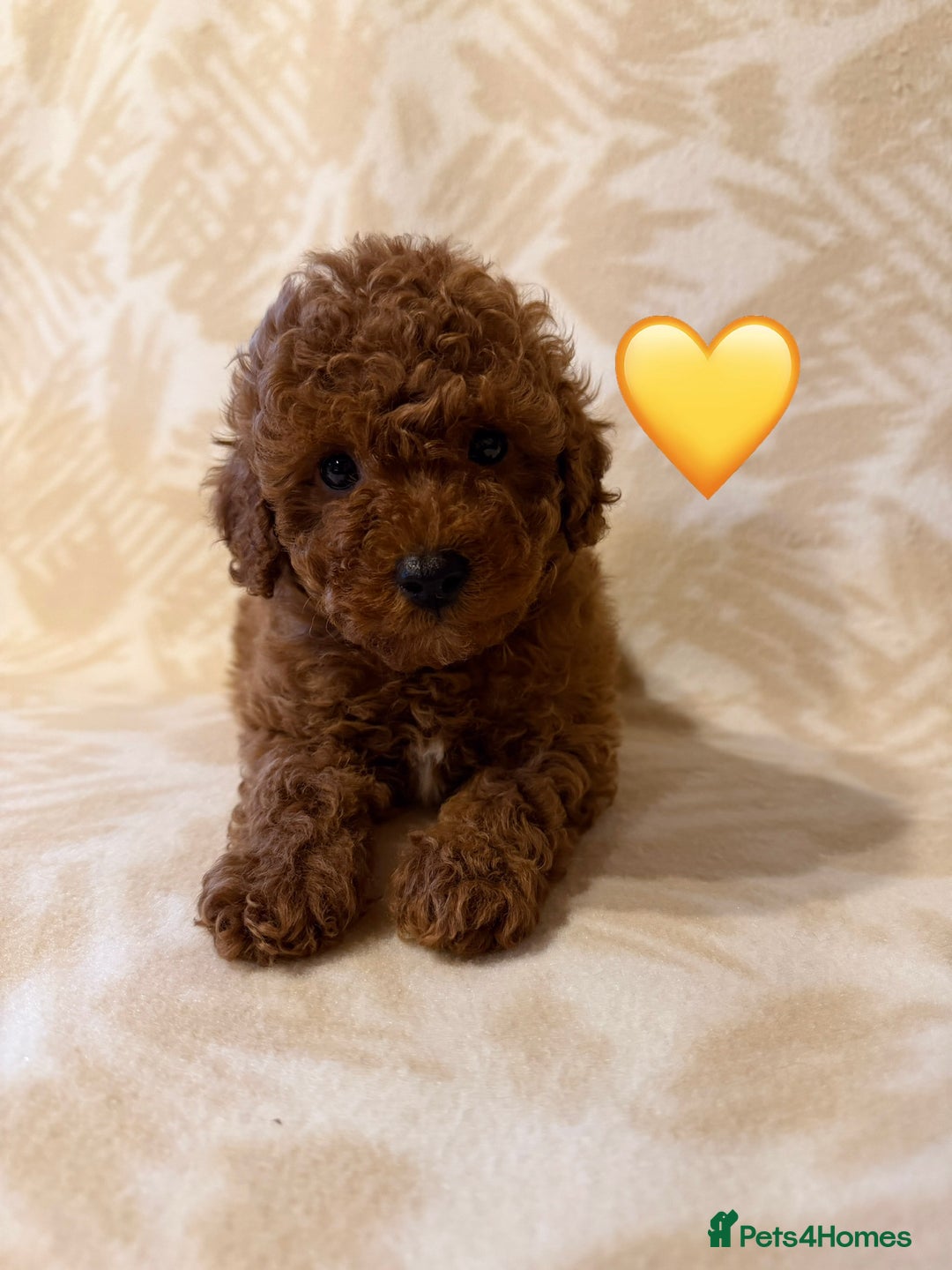 Toy Poodle dogs for sale: Beautiful toy poodles  - Advert 16