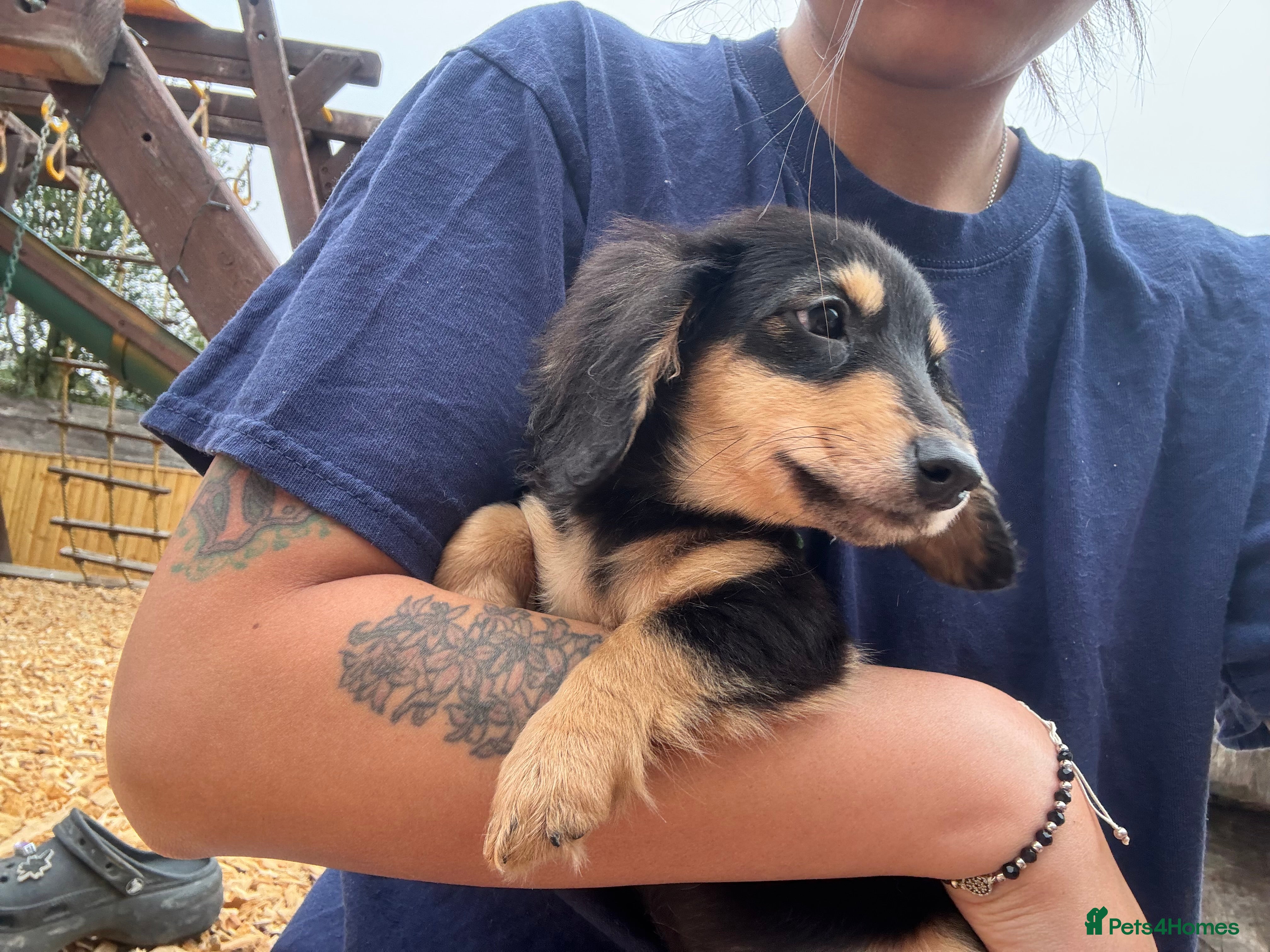 Miniature Dachshund dogs £1200 2long haired black and cream girls  - Advert 2