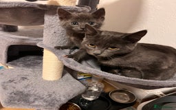 Russian Blue cats for sale: Kitten for Salle big cat 18week small 11 week  - Image 1