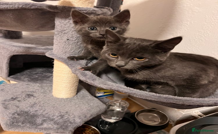 Russian Blue cats - Advert 2