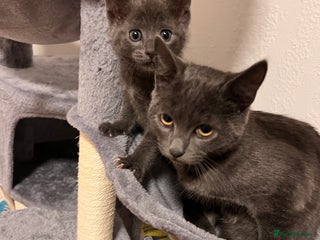 Russian Blue cats - Advert 19