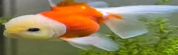 Goldfish fish for sale: Goldfish in Kingston upon Thames - Advert 5