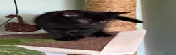 Mixed Breed cats for sale: 4 lovely playful kitten - Advert 5