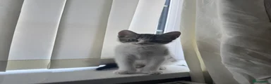 Milo