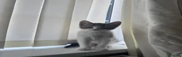 Mixed Breed cats for sale: 3 mixed kittens in Portsmouth - Advert 2