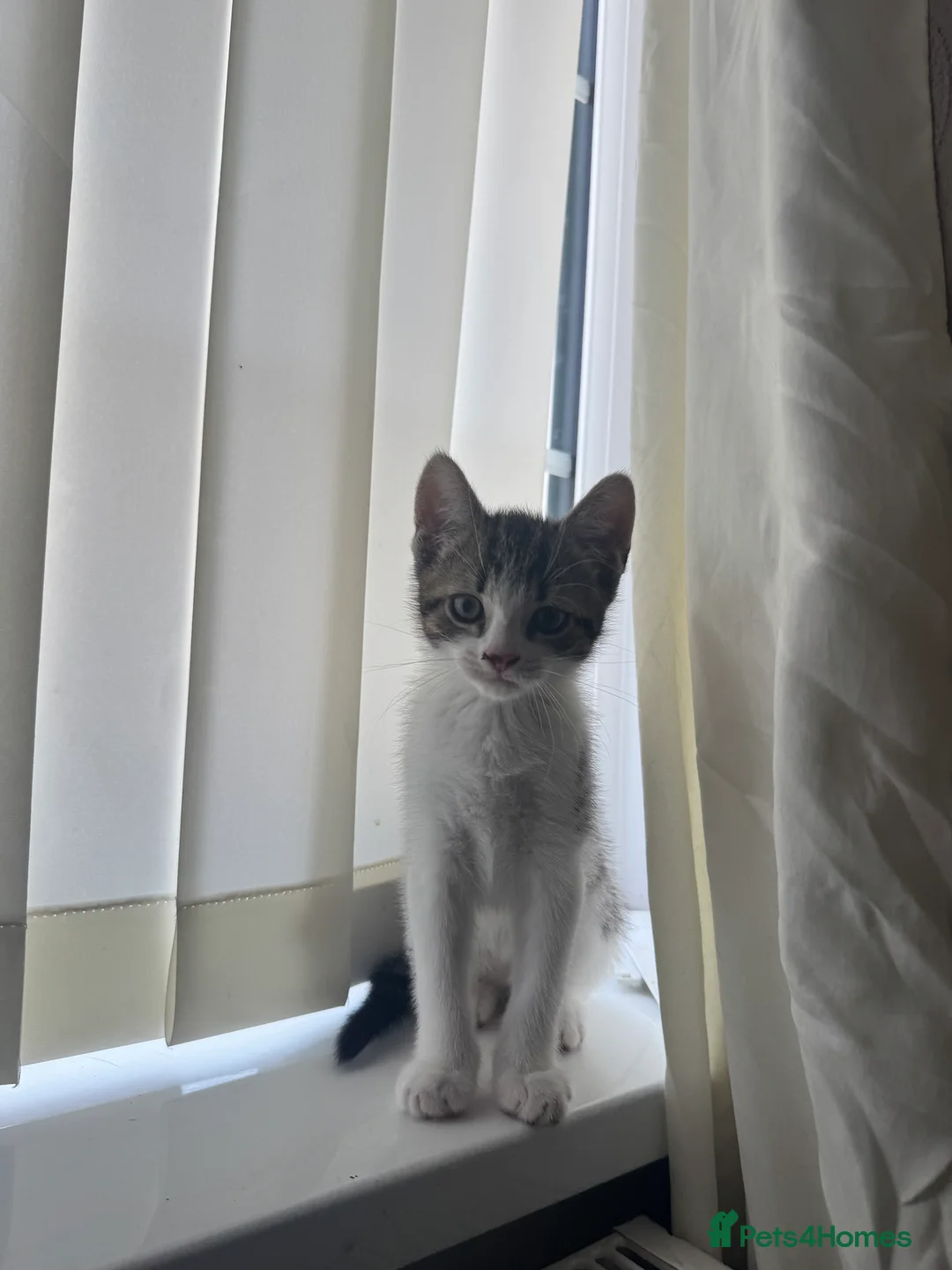 Mixed Breed cats for sale: 3 mixed kittens in Portsmouth - Advert 2