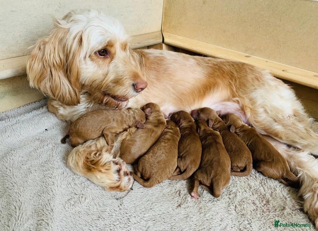 Cockapoo dogs for sale: Cockerpoo Pups by POLICE K9 Behaviourist  - Image 21