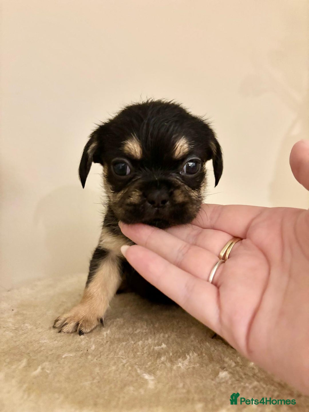 Mixed Breed dogs for sale: 3 gorgeous pups ready now - Image 4