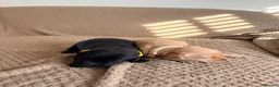 Labrador Retriever dogs for sale: 7 Gorgeous Labrador puppies in Towcester - Advert 6